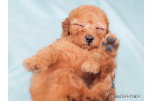 成約済の東京都のトイプードル-202088の4枚目